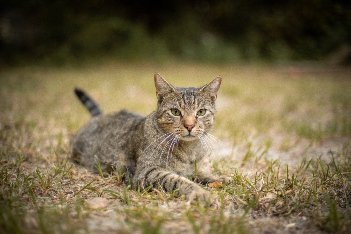 A barn cat sitting comfortably in the hay of a barn stall