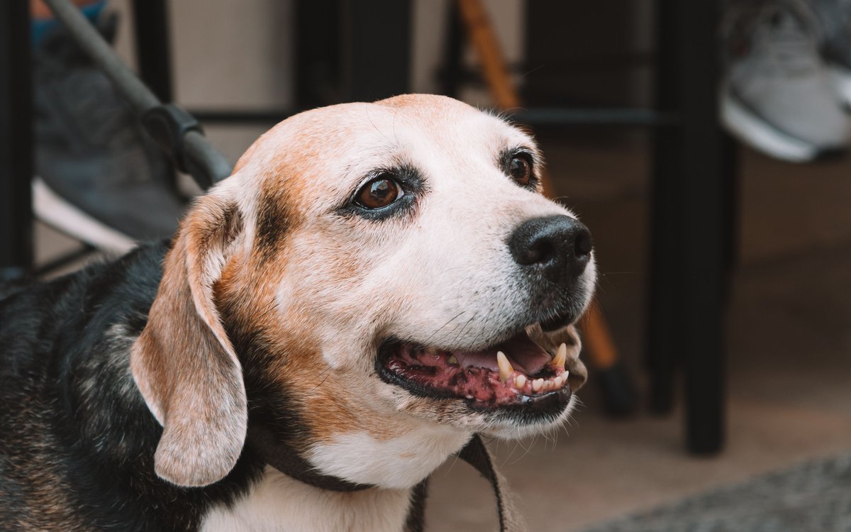 A calm senior beagle mix resting on a blanket in a foster home