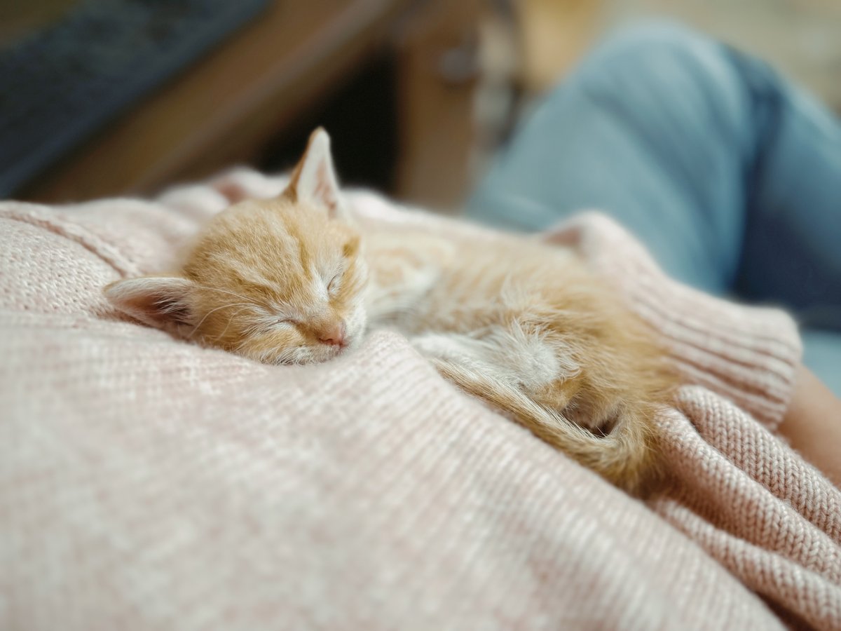 A kitten resting in the palm of a hand