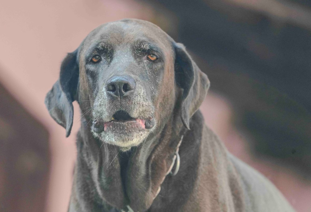 A calm elderly labrador mix resting comfortably