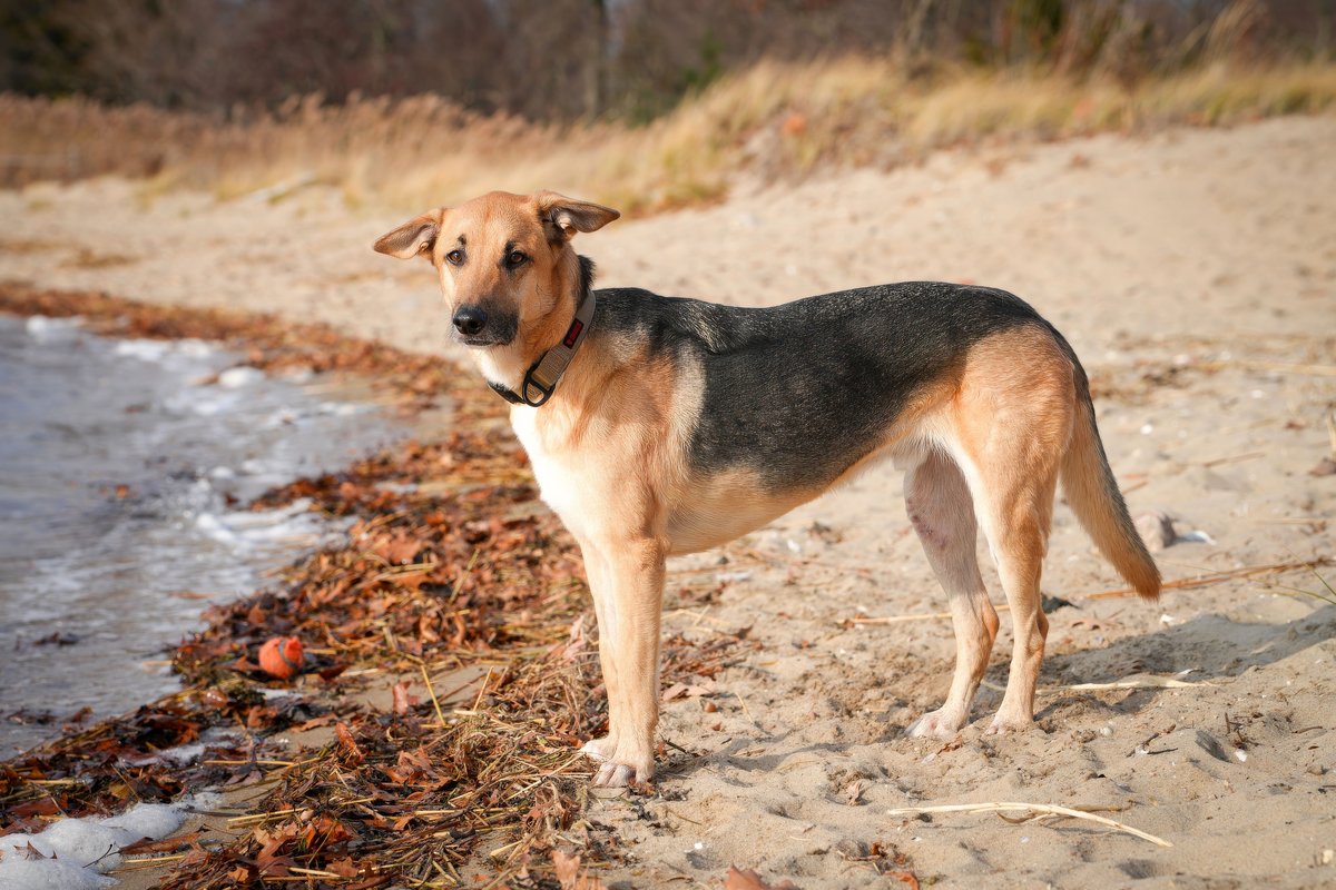 A healthy young shepherd mix standing in a fenced rural yard