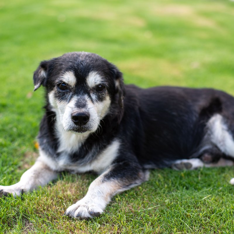 A healthy relaxed hound mix lying on a couch in a bright home
